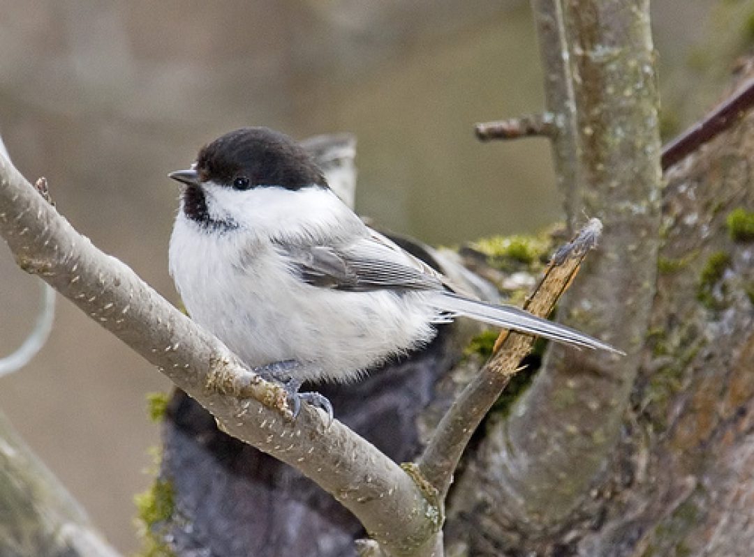 The Willow Tit Project